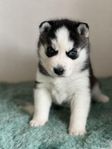 Underbara Siberian Husky tikvalpar Sällskapsavlade