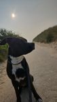 cane corso american bully 