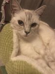 katt
