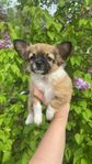 leveransklara chihuahua hanar