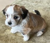 BICHON HAVANAISVALP