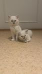 Ragdoll kattunge 
