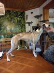 Whippet ung hund