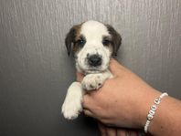 Söta Jack Russell Terrier Valpar