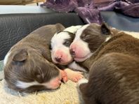 border collie valpar