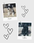 Cavapoo F1b valpar