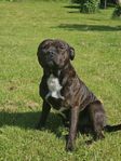 Engelsk staffordshire bullterrier 