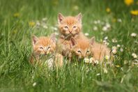 Kattungar