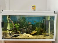 akvarium 100 * 50 * 50