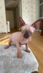Sphynx kattungar