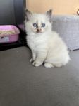 2 sötnosar kvar (Ragdoll) 