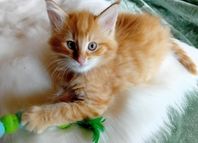 Norsks skogkatt kattungar med stamtavla 