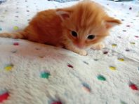 Norsks skogkatt kattungar med stamtavla 