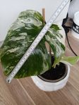 Monstera Variegata