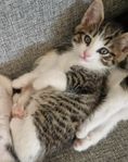 kattungar söker hem