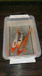 Koi / Stör