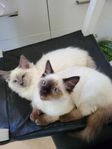 ragdoll kattungar 
