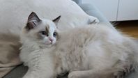 Ragdoll med Stamtavla