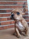 Fransk bulldog hanvalp