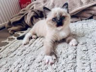 Ragdoll pojk söker hem! 