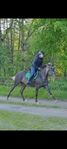 Appaloosa unghäst
