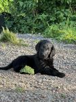 Flatcoated retriever