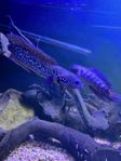 channa asiatica