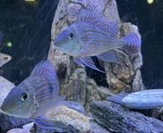Geophagus svenii 