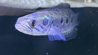 Channa pleurophthalma