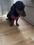 Meet Daisy – A Sweet Pup in Need of a New Home