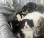 kattunge
