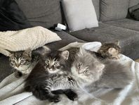 kattungar birmablandning