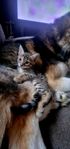 Zelda Bengal kattunge 7 månader