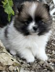 Pomeranian/ Pomchi 