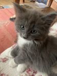 12 veckors leveransklar kattunge hane