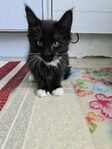 Mainecoon/norsk skogkatt och chinchilla perser hane 
