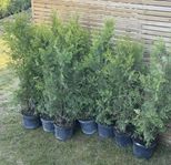 Thuja Brabant 120-140 cm, Co 10 » A
