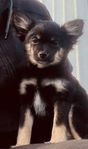 Pomchi 