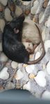 black rat ( Cleo ) 