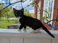 Kattunge till salu