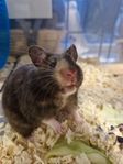 Guldhamster hona, 4 månader 