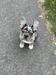 franskbulldog hane 