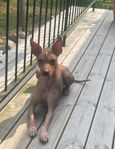 Söt helnaken Xoloitzcuintle blandning