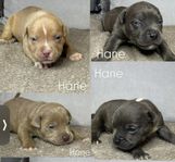 American bully