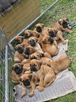 Gårdsvakthund/Familjehund