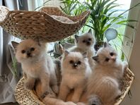 Supersöta Ragdoll kattungar med stamtavla 