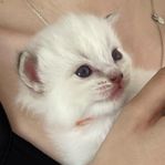Kattungar Ragdoll med stamtavla sverak 