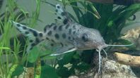 Synodontis sp säljes