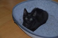 Tre kattungar