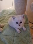 ragdoll kattungar 